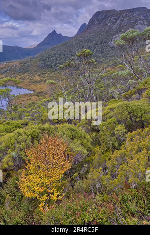 Hêtre à feuilles caduques fagus près de la piscine de Wombat au parc national de Cradle Mountain Lake St clair, Tasmanie, Australie Banque D'Images