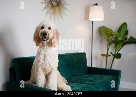 Portrait d'un énorme chien blanc Goldendoodle assis sur un canapé en velours vert Banque D'Images
