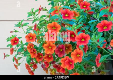 Issaquah, Washington, États-Unis. Jardinière suspendue de Calibrachoa. Ce sont des plantes herbacées avec axe ligneux qui poussent annuellement ou vivace. Banque D'Images