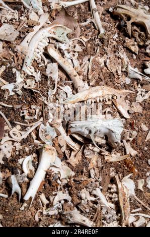 Owl Pellet Boneyard sur le plancher de la vieille salle Topaz. Banque D'Images