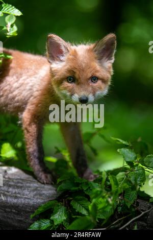 Renard roux, vulpes vulpes, petit jeune cub en forêt. Mignons petits prédateurs sauvages dans l'environnement naturel. Scène de la faune de la nature Banque D'Images