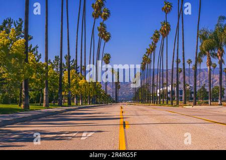 Image présentant la beauté unique de la Californie Fan Palms, originaire de l'État, ornant Nevada Street à North Redlands, Californie. Banque D'Images