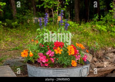 De jolies fleurs annuelles qui poussent dans un jardinière rustique en forme de bac d'eau galvanisé, dans un chalet d'été au Canada. Banque D'Images