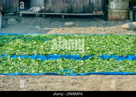 Les feuilles de coca fraîchement récoltées sont séchées à l'air à côté d'une route au Pérou. Ils sont utilisés pour le thé, la mastication ou comme ingrédient pour la production de cocaïne. Banque D'Images