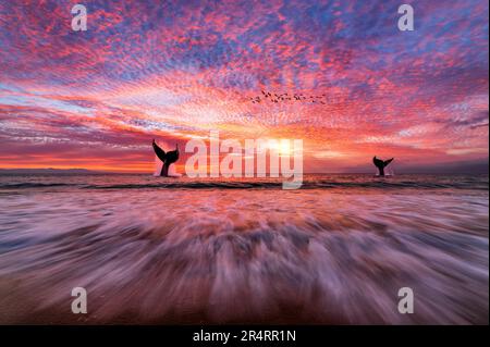 Un magnifique coucher de soleil sur l'océan avec Une vague de saut sur la rive et Whales Diving Banque D'Images