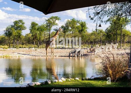 Girafe et zèbre au trou d'eau du camp forestier d'Onguma, réserve de gibier d'Onguma, Namibie, Afrique Banque D'Images