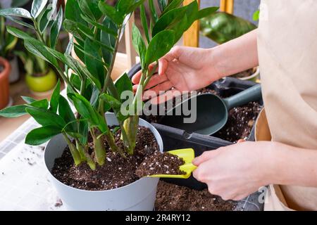 Rempotage de plante surcultivée à la maison succulente Zamioculcas dans un nouveau pot plus grand. Prendre soin de la plante en pot, les mains de la femme en tablier, maquette Banque D'Images