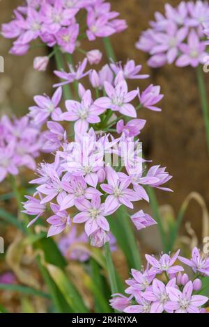 Allium unifolium, oignon à une feuille, soi-même oignon, ail américain, oignon sauvage, Têtes de fleurs en forme d'étoile rose vivaces, oignon ornemental Banque D'Images