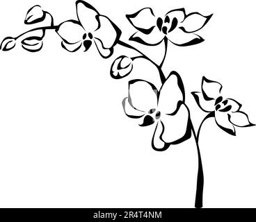 Branche de fleurs d'orchidée. Illustration de fleurs d'orchidées isolées sur fond blanc et noir. Illustration vectorielle Illustration de Vecteur