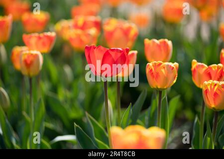Tulipes orange colorées poussant à l'extérieur dans un champ symbolique si le printemps et la nouvelle saison Banque D'Images