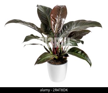 Plante rouge impériale en pot de Philodendron avec de grandes feuilles fraîches isolées sur fond blanc en studio Banque D'Images