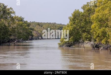 Sundarbans est un delta forestier marécageux d'une superficie d'environ 10 200 km carrés en Inde et au Bangladesh. Cette photo a été prise du Bangladesh. Banque D'Images