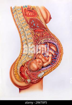 Image rétrospective transversale du bébé à naître avec cordon ombilical à l'intérieur du ventre de la mère enceinte Banque D'Images