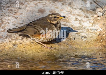 Grive à ailes rouges ou Turdus iliacus, perchée au printemps Banque D'Images