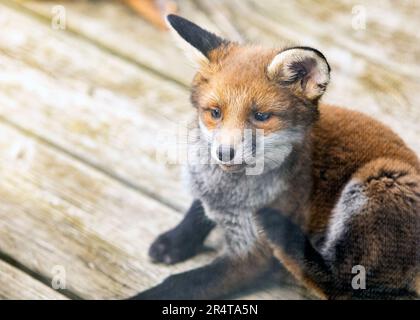 Red Fox Cub jouer dans un jardin à Southend-on-Sea, Essex © Clarissa Debenham (film Free Photography) / Alamy Banque D'Images