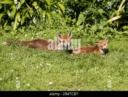 Red Fox Cub and Mother bains de soleil dans un jardin de Southend-on-Sea, Essex © Clarissa Debenham (film Free Photography) / Alamy Banque D'Images