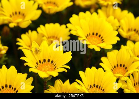 Araignée Lynx à rayures (Oxyopes salticus) sur fleur de Trésor ou gréens de Gazania, tête de fleur composite en forme de Marguerite composée de pétales jaune vif avec Banque D'Images