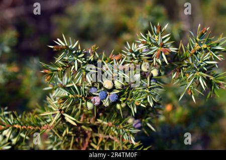 Fruits du genévrier commun (Juniperus communis). Banque D'Images