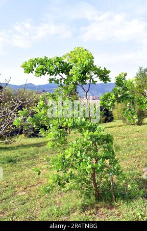 Le chêne du Mont Tabor (Quercus ithaburensis) cultivé dans un jardin. Banque D'Images