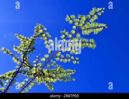 Branches et feuilles de Pseudolarix amabilis, un conifères originaire de Chine. Banque D'Images