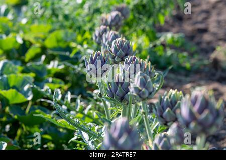 artichauts violets poussant dans un champ en été Banque D'Images