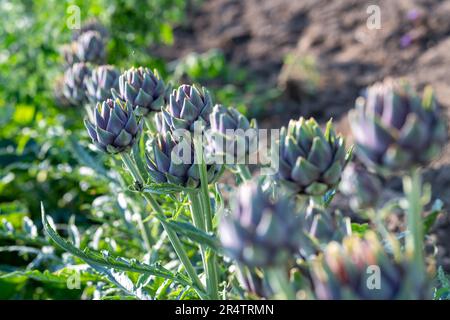 artichauts violets poussant dans un champ en été Banque D'Images