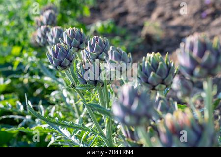 artichauts violets poussant dans un champ en été Banque D'Images