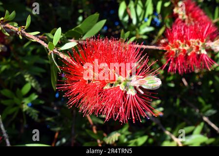 Détail des fleurs du pinceau à fond rouge Callistemon citrinus splendens ou Melaleuca citrina Banque D'Images