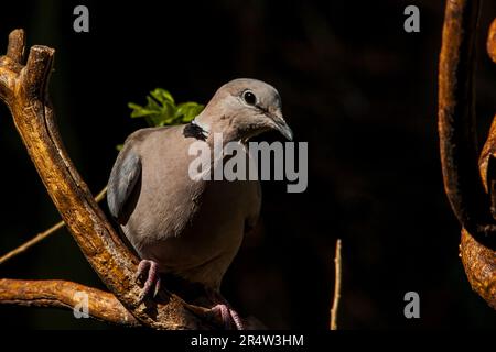 Tortue du Cap Dove Streptopelia capicola 14562 Banque D'Images