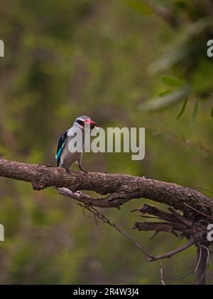 Kingfisher des forêts Halcyon senegalensis 13879 Banque D'Images