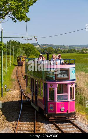 Tramway à toit ouvert rose numéro 11 onze, Seaton tramway électrique, reliant Seaton et Colyton à Devon, Royaume-Uni, en mai Banque D'Images