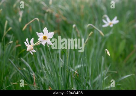Narcissus poeticus en Suisse. Narcissus blanc sauvage en fleurs. La jonquille du poète. Narcisse du poète. Nargis. Banque D'Images