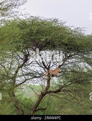 léopard ou panthère mâle indien sauvage ou panthera pardus fusca pendant sur la branche de l'arbre dans le fond vert de mousson naturel à la forêt de jhalana Banque D'Images