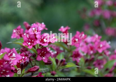 Weigela Bristol Ruby fleurs rouges dans le jardin en Hongrie. Belles fleurs de Weigela sur fond. Banque D'Images