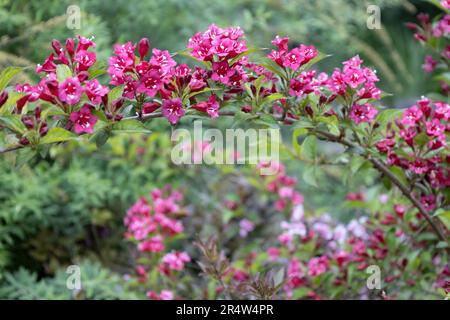 Weigela Bristol Ruby fleurs rouges dans le jardin en Hongrie. Belles fleurs de Weigela sur fond. Banque D'Images