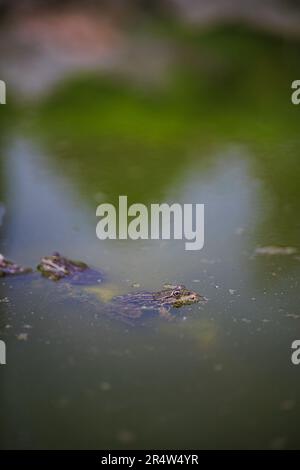 Le crapaud repose dans le marais vert Banque D'Images