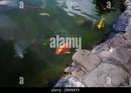 La carpe japonaise émerge du lac pour prendre de l'air. Les carpes koï sont des poissons domestiques ornementaux. Banque D'Images