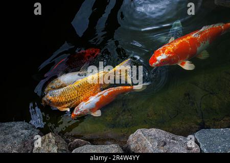 La carpe japonaise rattrape d'autres poissons émergeant du lac pour obtenir de l'air. Les carpes koï sont des poissons domestiques ornementaux. Banque D'Images