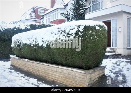 Une haie magnifiquement entretenue avec un saupoudrage de neige couvrant le sommet est soulignée par une base de brique intelligente à l'extérieur d'une élégante maison dans le nord de Londres Banque D'Images