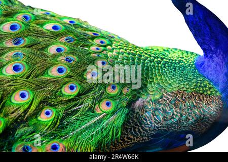 Gros plan sur les plumes de paon ou de paon Banque D'Images