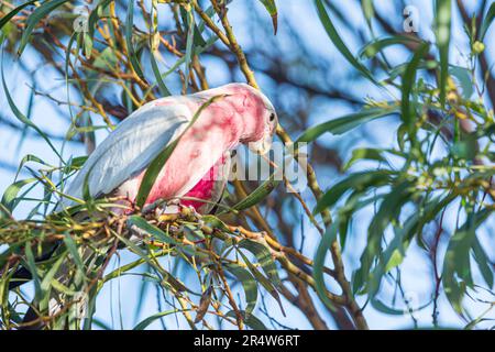 Galah (Rose-Breasted) Cockatoo dans un arbre de gomme Banque D'Images