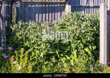Une parcelle de Bocking 14 comfrey cultivé dans un coin d'un potager ou d'un allotissement pour la récolte en vue d'une utilisation comme engrais vert. Banque D'Images