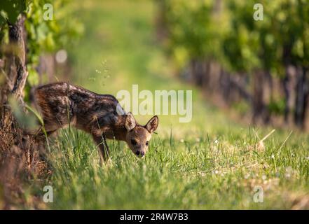 Fauve de chevreuil européen - Capreolus capreolus - debout dans un vignoble. Détail du jeune animal dans l'habitat naturel. Scène sauvage de la nature. Banque D'Images