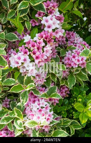 Weigela florida Variegata. Banque D'Images