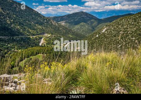 Bouquet de graminées, fleurs sauvages au printemps, virage en épingle à cheveux sur l'autoroute SW de Kosmas, massif Parnon (montagnes Parnonas), région du Péloponnèse, Grèce Banque D'Images