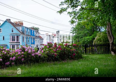 Vue sur la rue de plusieurs bâtiments résidentiels en bois colorés de différentes couleurs. Les maisons historiques sont rangées ou jointes. Il y a du rose et du rouge luxuriants Banque D'Images