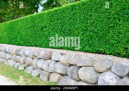 Une grande clôture murale d'arbre vert vif avec base de plantoir en pierre ou en pierre, buisson ou taille de haies d'arbustes. Un buisson brut siamois taillé en forme de boîte. Banque D'Images