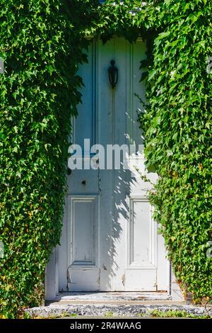 La façade extérieure d'une maison de style brique vintage est recouverte d'un verni anglais luxuriant. La plante grimpante envahissante recouvre la porte du panneau. Banque D'Images
