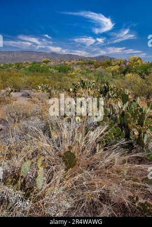 Le désert de Sonoran prend vie avec des fleurs printanières en mai, parc national de Saguaro, unité de l'est, comté de Pima, Arizona Banque D'Images