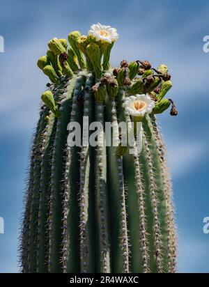 Un Cactus de Saguaro fleurit au printemps, parc national de Saguaro, unité est, comté de Pima, Arizona Banque D'Images